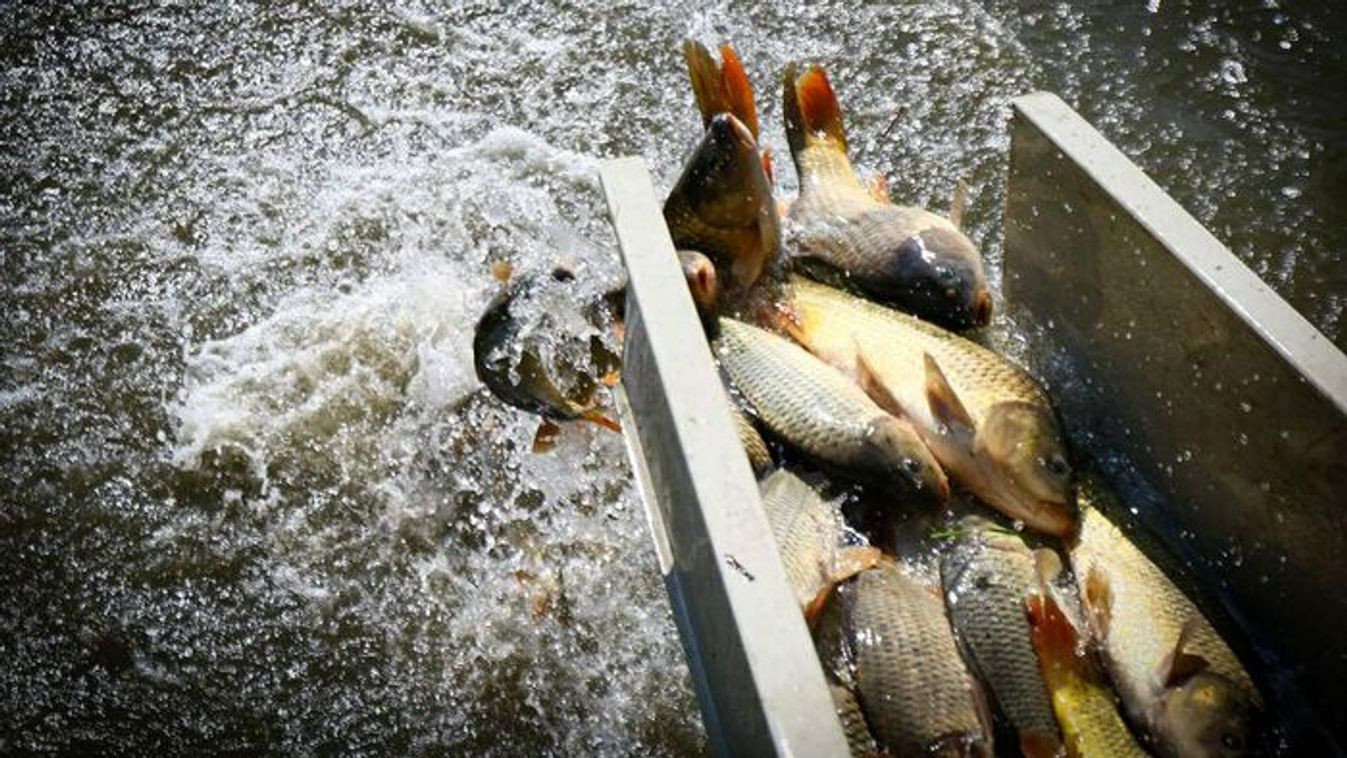 Ponty megtartási TILALOM !